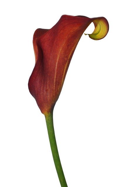 Single Rust Calla Lily on Stem